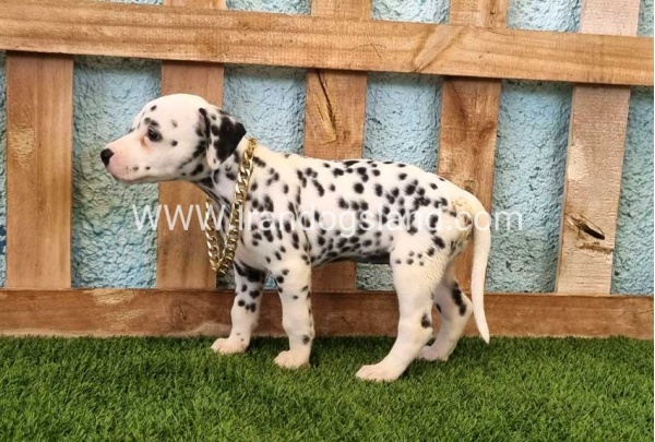 --dalmation-140_6