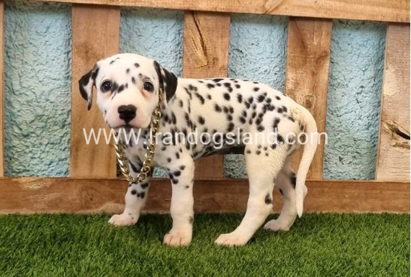 --dalmation-140_7