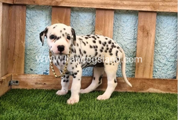 --dalmation-140_8
