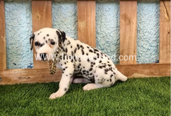 --dalmation-140_9