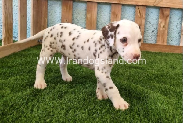 --dalmation-141_1