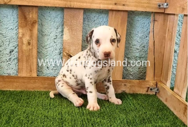 --dalmation-141_2
