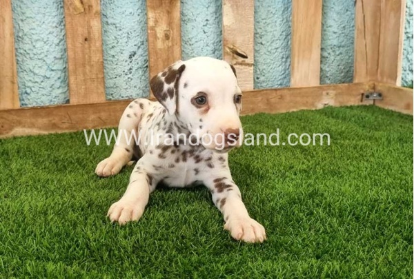 --dalmation-141_3