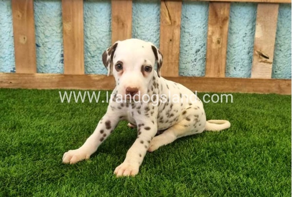 --dalmation-141_4