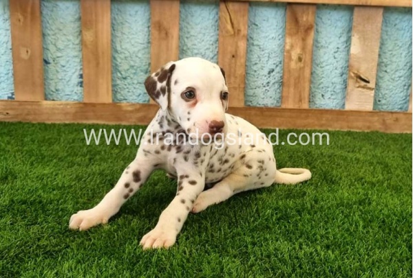 --dalmation-141_5