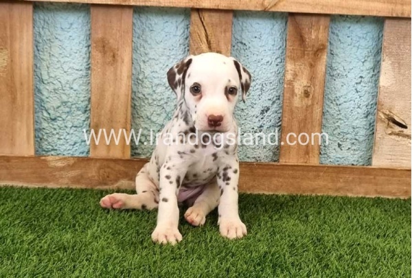 --dalmation-141_6