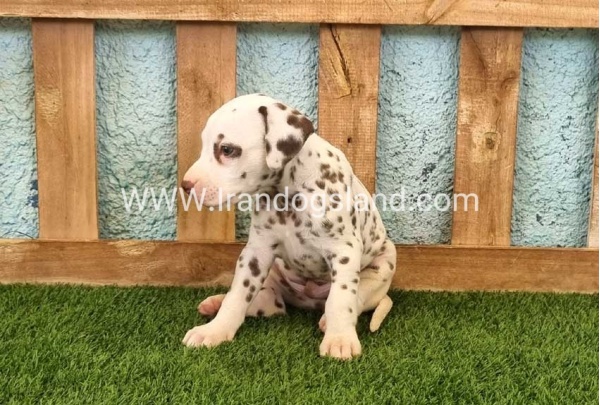 --dalmation-141_7
