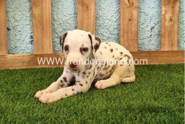 --dalmation-141_8