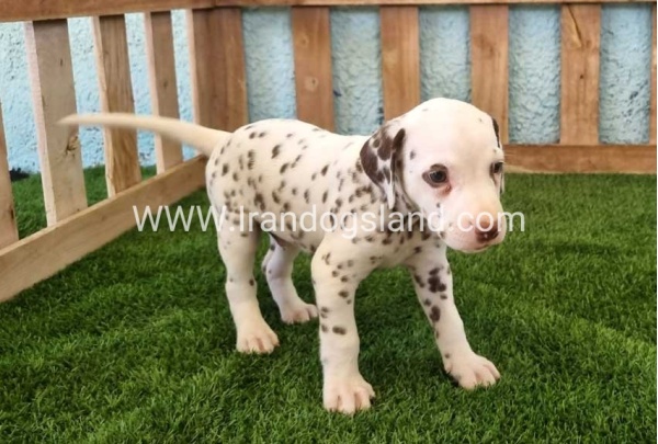 --dalmation-141_9