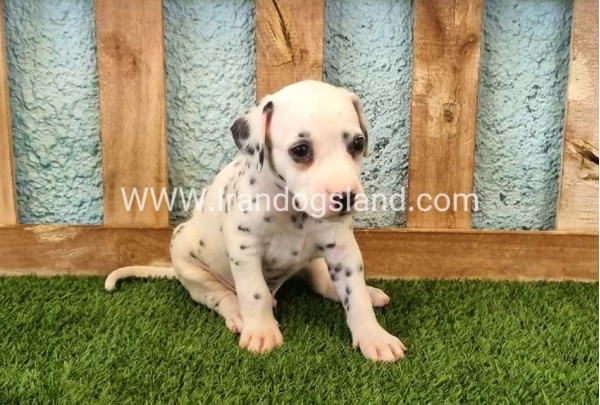 --dalmation-142_1