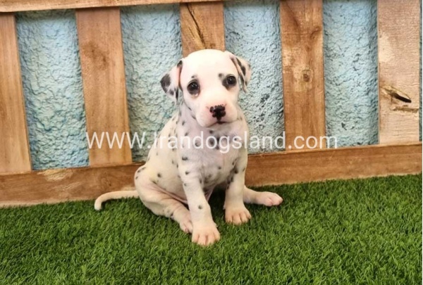 --dalmation-142_2