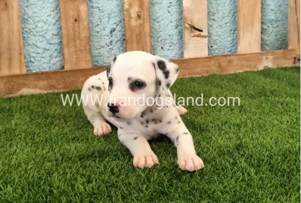 --dalmation-142_3