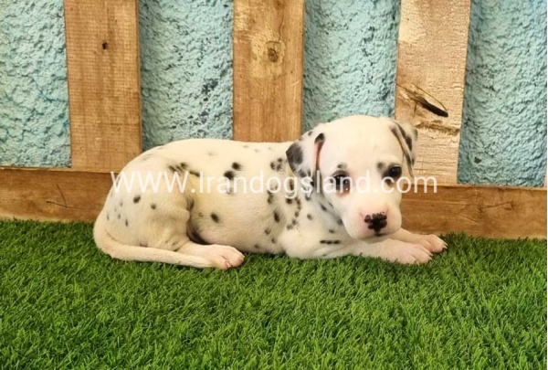 --dalmation-142_4