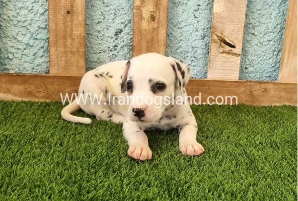--dalmation-142_5