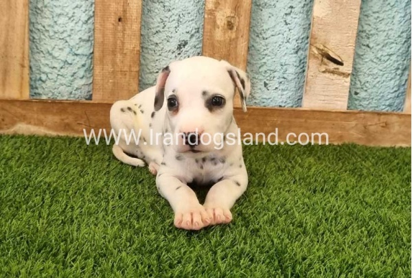 --dalmation-142_6