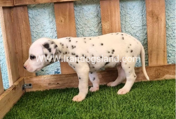 --dalmation-142_7