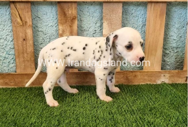 --dalmation-142_8