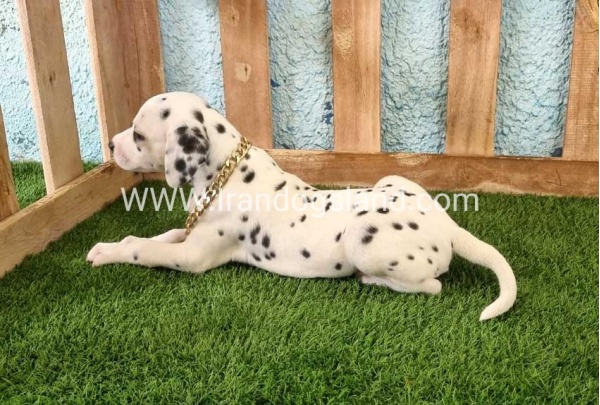 --dalmation-143_1