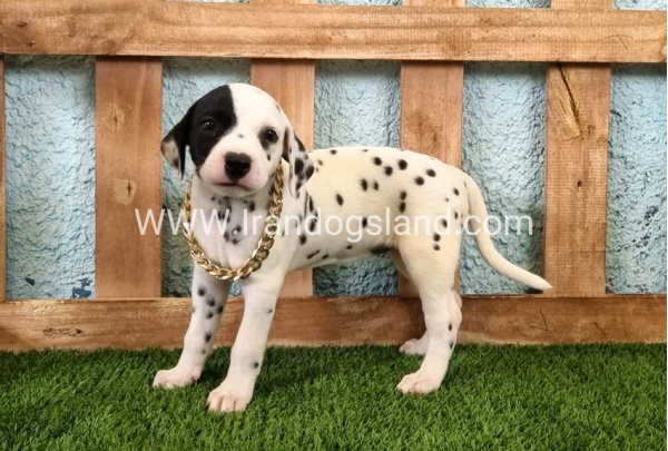 --dalmation-143_2