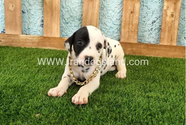 --dalmation-143_3