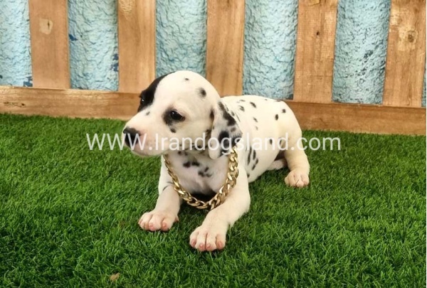 --dalmation-143_4