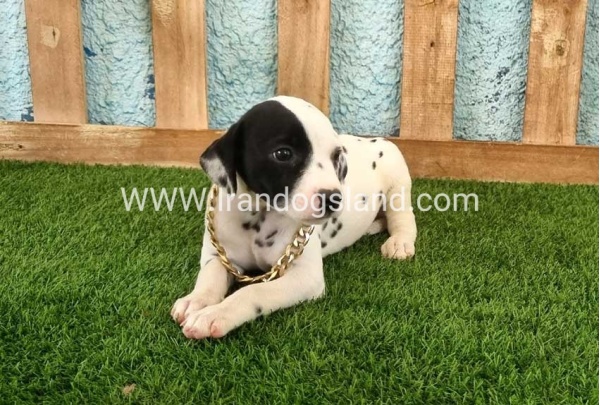 --dalmation-143_5