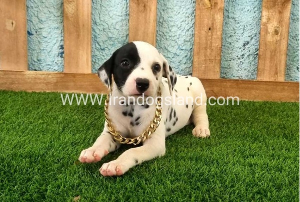 --dalmation-143_6