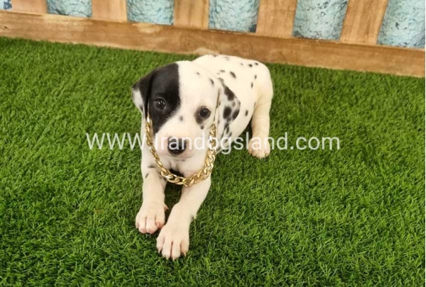 --dalmation-143_7