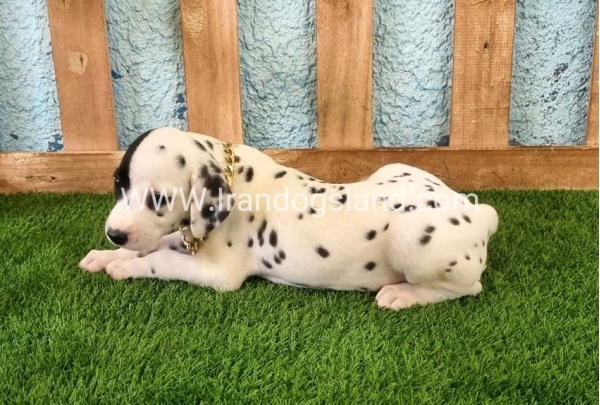 --dalmation-143_8