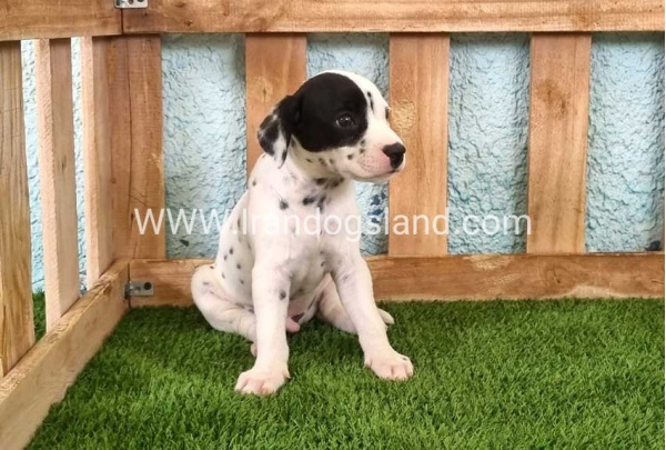 --dalmation-144_1