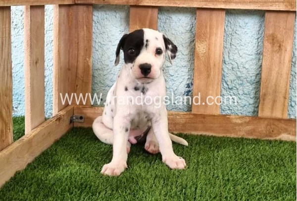 --dalmation-144_2