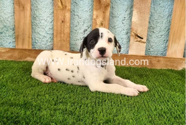 --dalmation-144_4