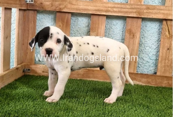 --dalmation-144_5