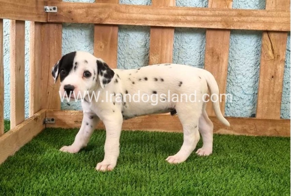 --dalmation-144_6