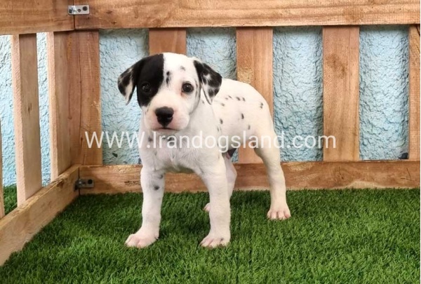 --dalmation-144_7