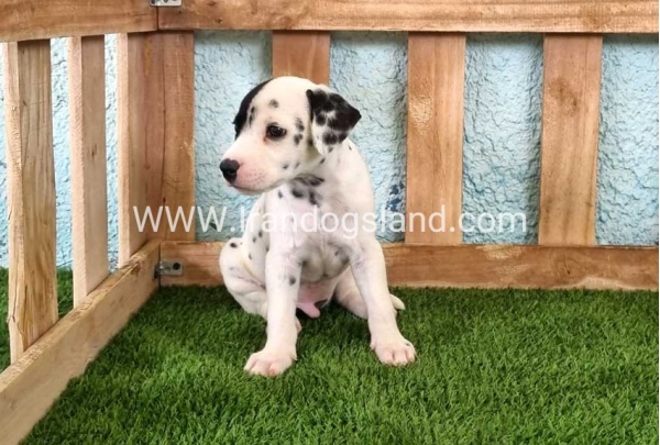 --dalmation-144_8