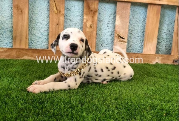 --dalmation-145_1