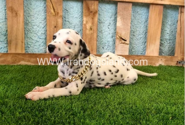 --dalmation-145_2