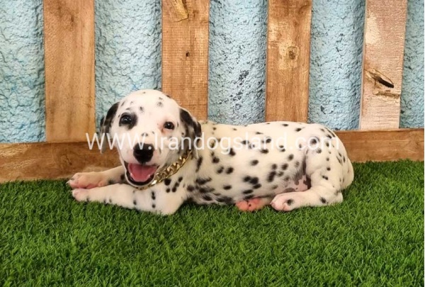 --dalmation-145_3