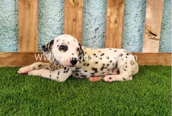 --dalmation-145_4