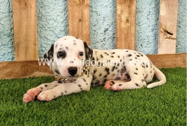 --dalmation-145_5
