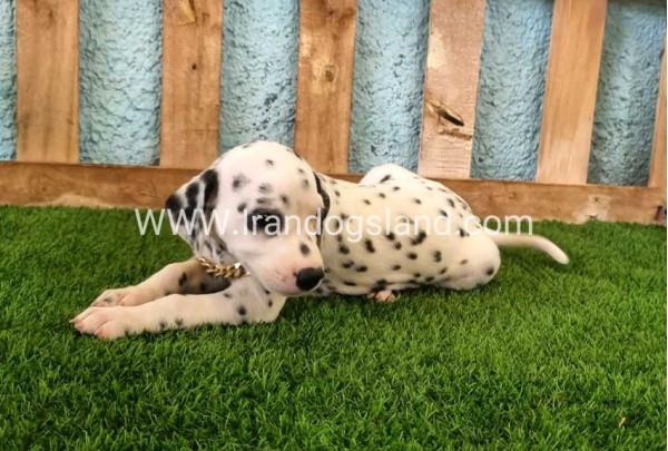 --dalmation-145_7