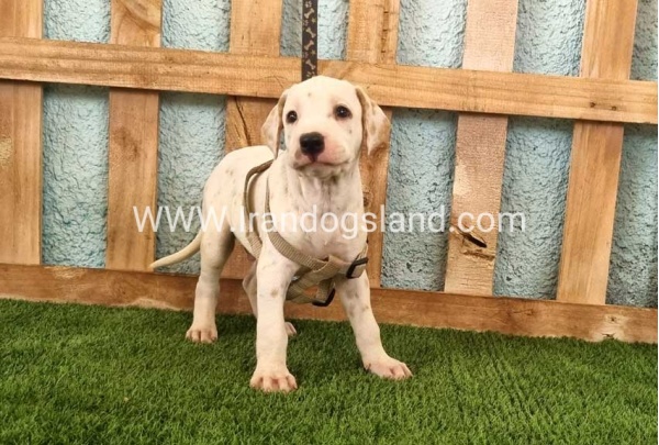 --dalmation-147_12