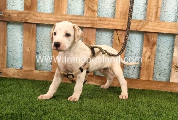 --dalmation-147_13