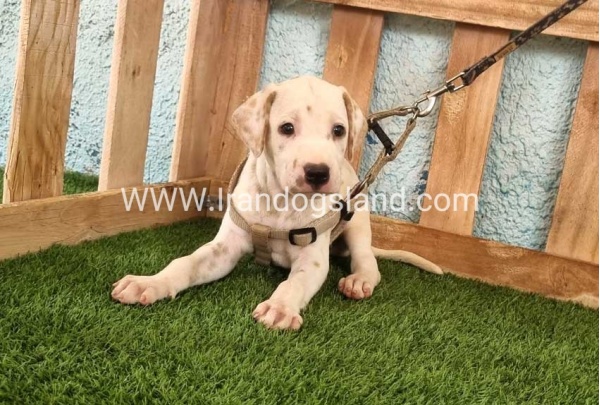 --dalmation-147_2