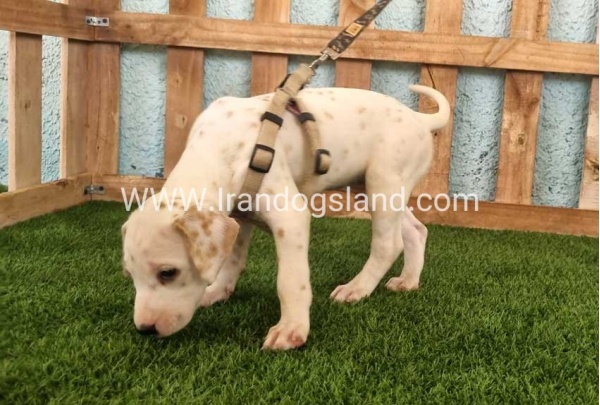 --dalmation-147_4