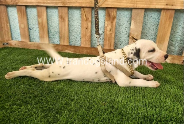 --dalmation-148_1