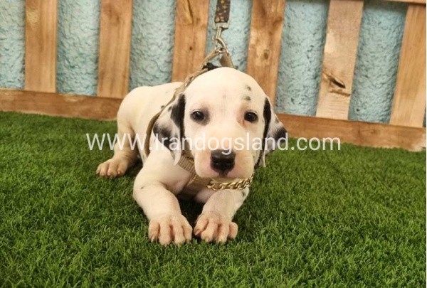--dalmation-148_2