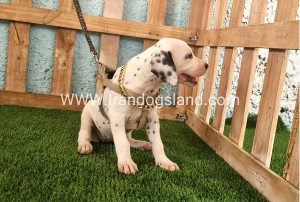 --dalmation-148_5