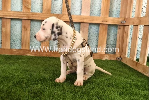 --dalmation-148_6